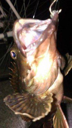 南芦屋浜ベランダ東面で探り釣りでナイスサイズのガシラ