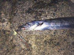 和歌山北港魚つり公園タチウオ調査、タチウオいてました♪