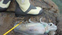 ヤエンで初ゲット！ 白浜周辺でアオリイカ