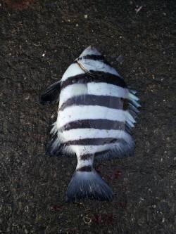 加太でカゴ釣り〜二枚潮に苦戦するもサンバソ…