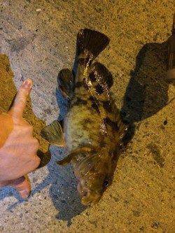 鳥取ノ荘でメバリング〜根掛かりと思いきや30cm近くのガシラ！