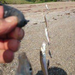 千里浜の投げ釣りでキス85匹〜釣れ続けてたまに5連6連も♪