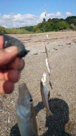 千里浜の投げ釣りでキス85匹〜釣れ続けてたまに5連6連も♪