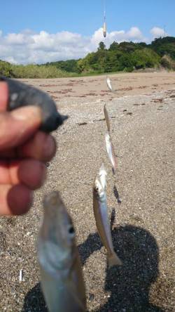 千里浜の投げ釣りでキス85匹〜釣れ続けてた…