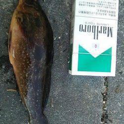 新浜漁港へ釣行〜青イソメと石ゴカイの投げ釣りでガシラ・アイナメ