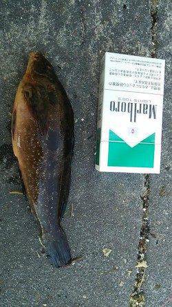 新浜漁港へ釣行〜青イソメと石ゴカイの投げ釣りでガシラ・アイナメ