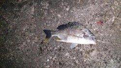 須磨にてマイクロワインド〜ガシラ・チヌ・キビレ