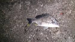 須磨にてマイクロワインド〜ガシラ・チヌ・キ…