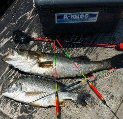岸和田でエビ撒き釣り〜ハネ&キビレの釣果