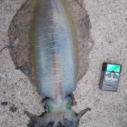 小浜エリアでのヤエン釣りで自身初のアオリイカ☆