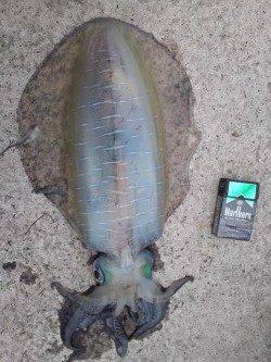 小浜エリアでのヤエン釣りで自身初のアオリイカ☆