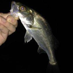 浜寺運河にてジグヘッドでセイゴ&キビレ