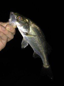 浜寺運河にてジグヘッドでセイゴ&キビレ