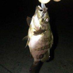 北公園メバリング〜メバル・アジ・ガシラ・タケノコメバルの四目♪