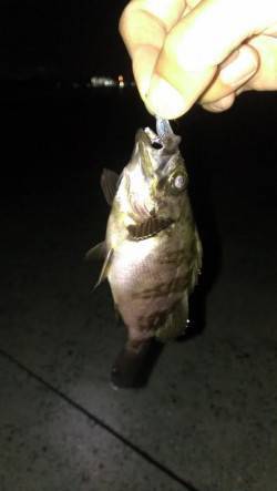 北公園メバリング〜メバル・アジ・ガシラ・タ…