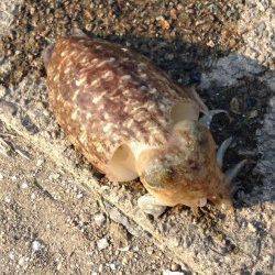 久美浜エギング〜朝マヅメ狙いでコウイカ2ハイ