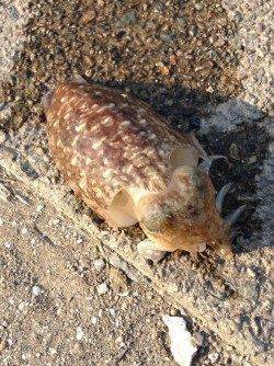 久美浜エギング〜朝マヅメ狙いでコウイカ2ハイ