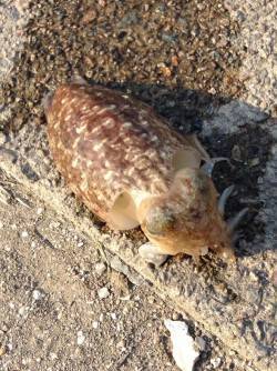 久美浜エギング〜朝マヅメ狙いでコウイカ2ハ…