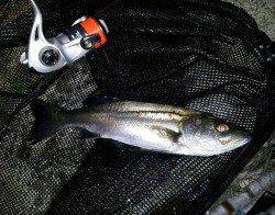 メバル調査に北港へ…いただいたイソメでウキ釣りでキビレとシーバス