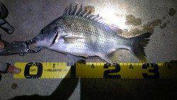 高砂港メバリング〜メバル・タケノコメバルのほかキビレの釣果も