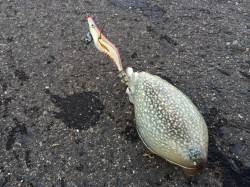 灘浜でのエギングでコウイカあがってます☆