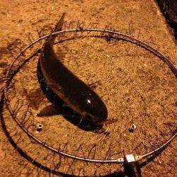 大阪南港マイクロベイトに着眼 シーバス狙いのライトワインドでキビレ