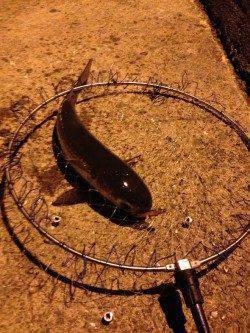 大阪南港マイクロベイトに着眼 シーバス狙いのライトワインドでキビレ