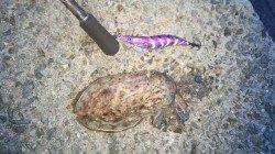 和歌浦漁港アオリイカ狙いのエギング、甲イカ1杯で納竿