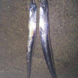 和歌山北港魚つり公園タチウオ調査、タチウオいてました♪