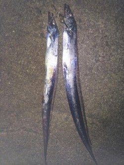 和歌山北港魚つり公園タチウオ調査、タチウオいてました♪