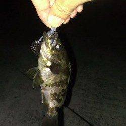 神戸湾奥ライトゲームまだまだ楽しめそうです(^^♪