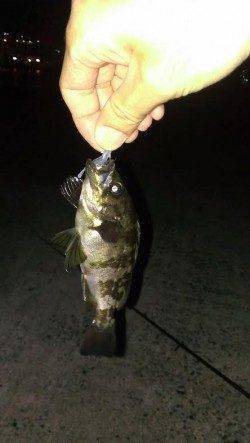 神戸湾奥ライトゲームまだまだ楽しめそうです(^^♪