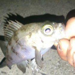 箱作のメバリングでメバル・ガシラ〜プチ時合でキープサイズゲット！