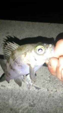 箱作のメバリングでメバル・ガシラ〜プチ時合…