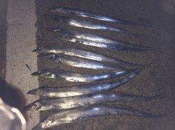 北港　テンヤのタチウオは14本の好釣果