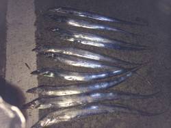 北港　テンヤのタチウオは14本の好釣果