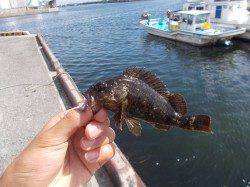 須磨　デイメバリングでメバル＆ソイ☆