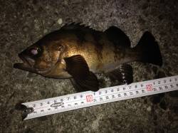 久しぶりの淡路島でのメバリング釣行☆