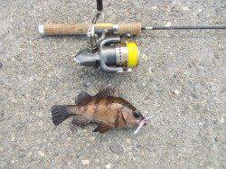 須磨　デイメバリングでメバル＆ソイ☆