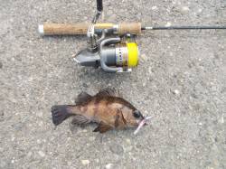 須磨　デイメバリングでメバル＆ソイ☆