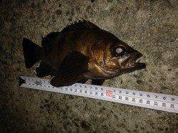 久しぶりの淡路島でのメバリング釣行☆