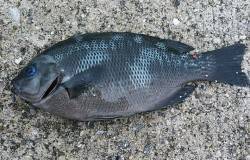 何でもエギングロッドで釣ってしまおう！【早乙女一家氏　連載記事】