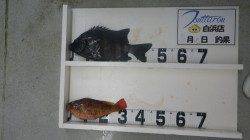 伊古木にてブッコミウニでイシダイ45ｃｍ！