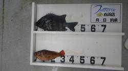 伊古木にてブッコミウニでイシダイ45ｃｍ！…