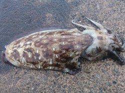 神子にてエギング〜重たい当たりでコウイカの釣果