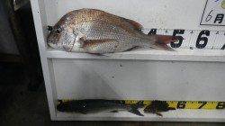 新芳養の駐車場前にて夕方にマダイがヒット！！