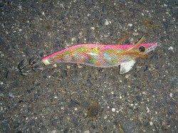神子にてエギング〜重たい当たりでコウイカの釣果