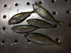 南蛮漬けのネタを求めて…紀ノ川河口で豆アジ釣り