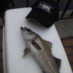 大阪南港エビ撒き情報　〜39cmのセイゴ3本