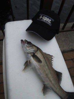 大阪南港エビ撒き情報　〜39cmのセイゴ3本